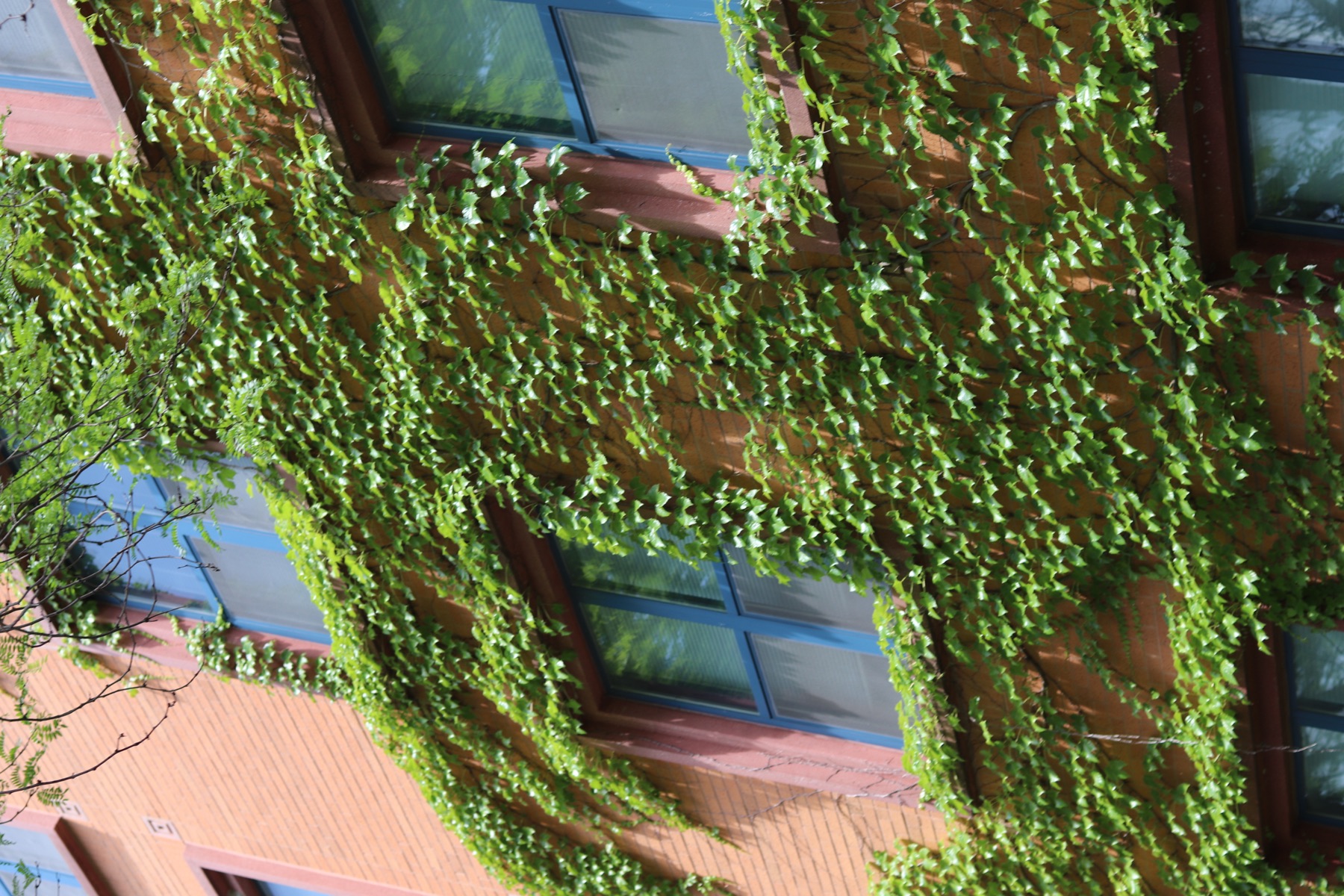 Ivy covering a stone building in Chicago